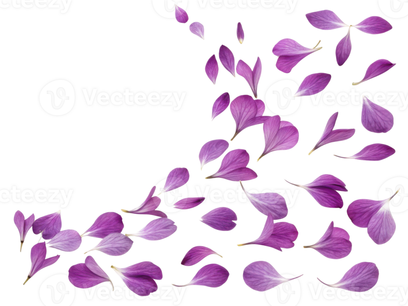 Delicate verbena flower petals scatter gracefully, creating beautiful display of purple hues that evoke sense of tranquility and beauty png