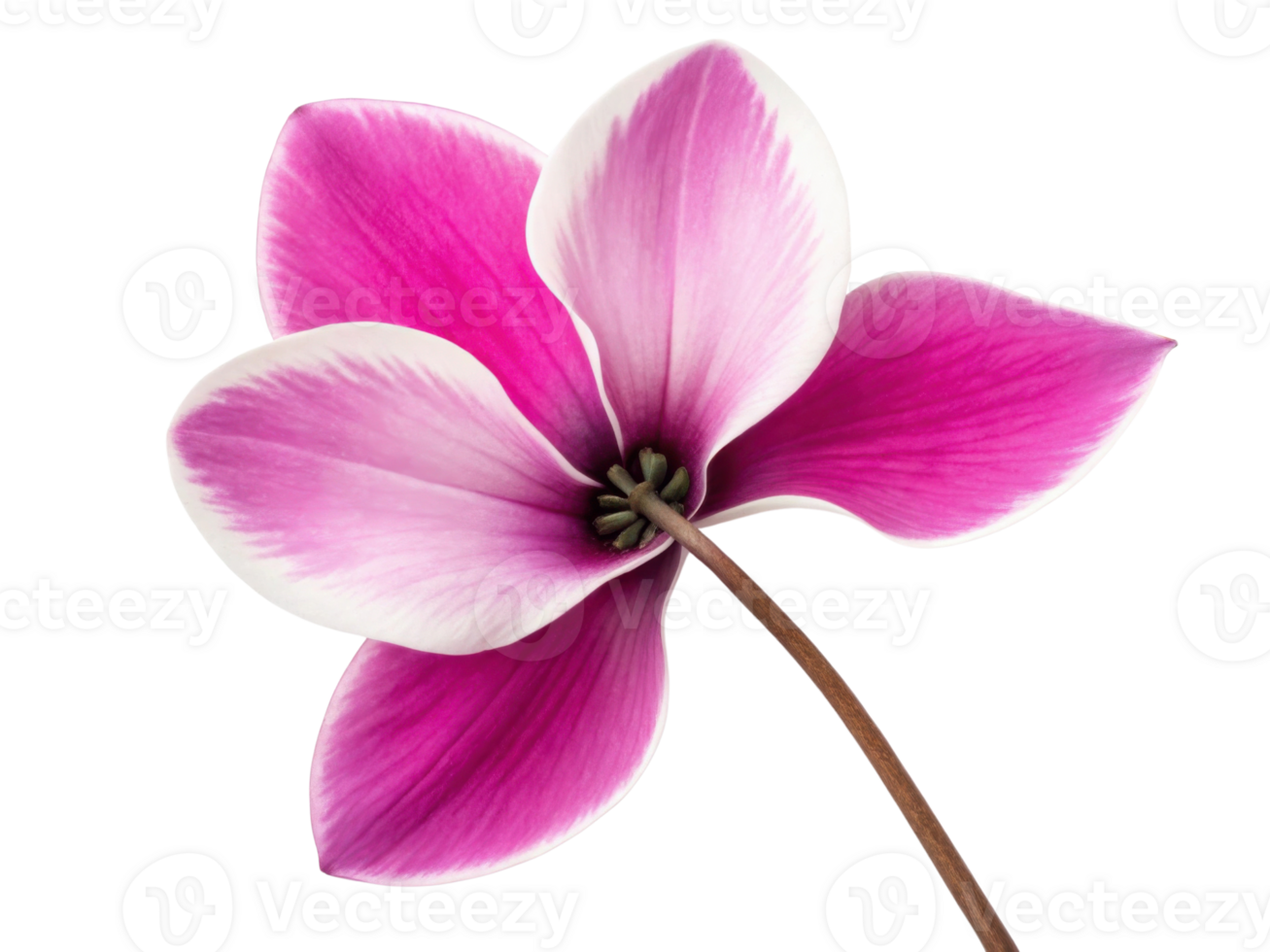 Cyclamen flower with vibrant pink and white petals isolated on transparency background showing delicate natural beauty and elegant floral design png