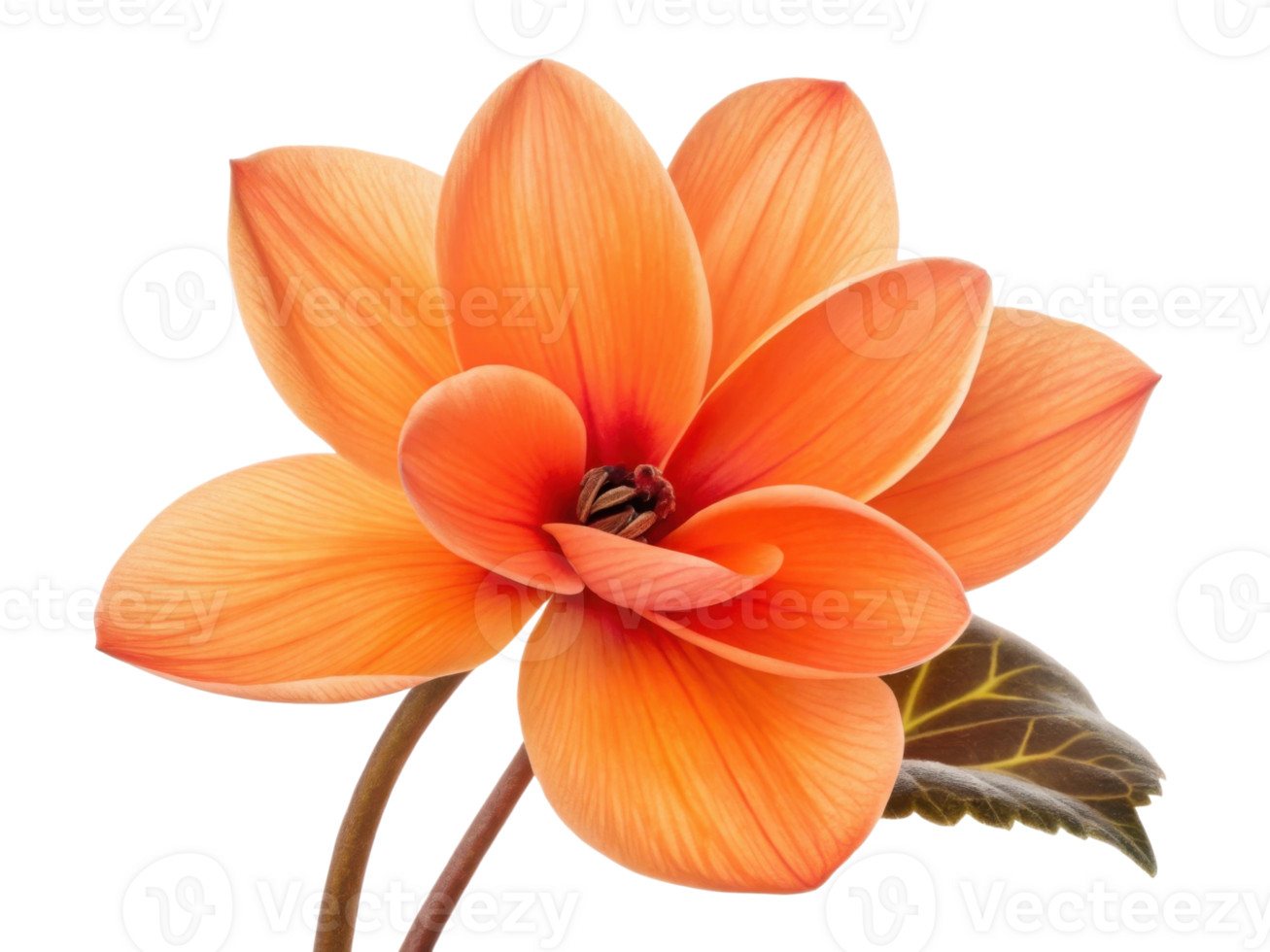 Vibrant cyclamen flower with soft orange petals and delicate veins creates warm and inviting natural beauty in this close up image png