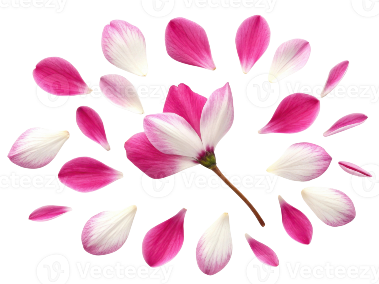 Pink and white cyclamen flower petals scattered around single flower with delicate and soft appearance in natural light png