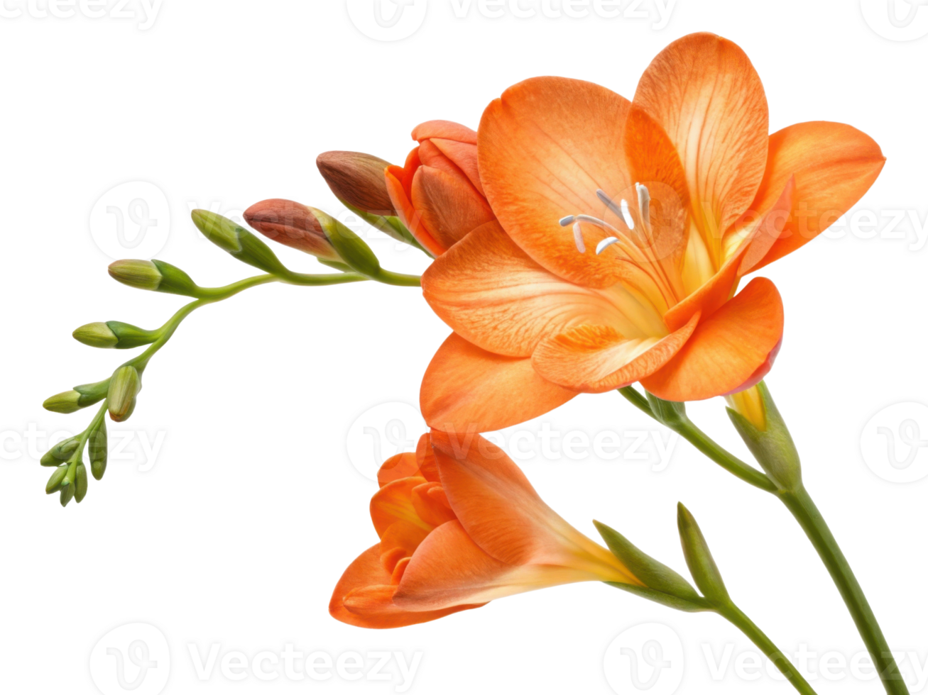 Vibrant freesia flower blooms beautifully, showcasing its delicate petals and lush green stems, evoking sense of joy and freshness png