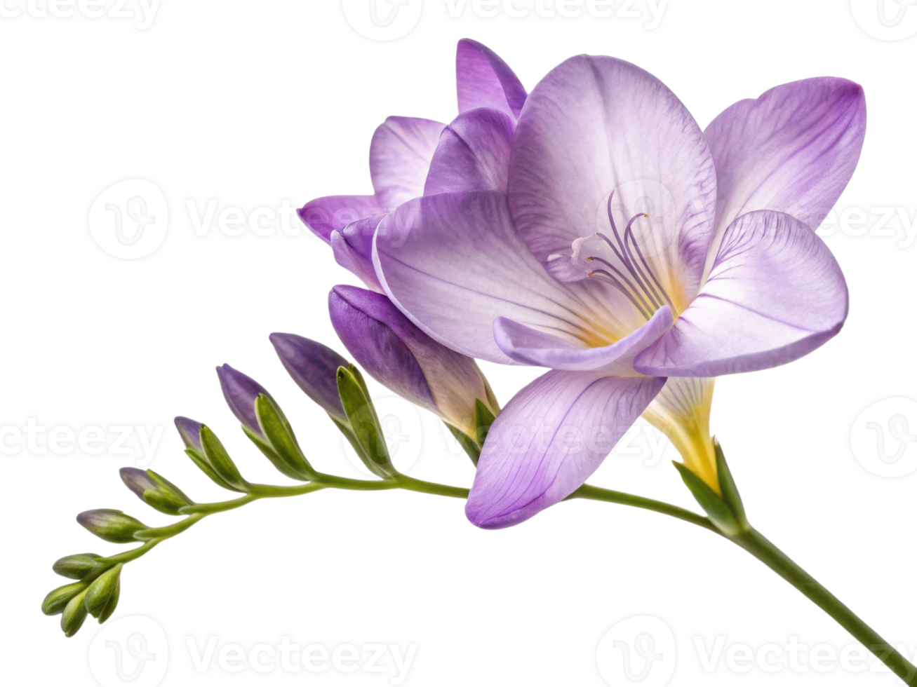 Beautiful freesia flower in soft purple hues showcases delicate petals and graceful stem, evoking sense of tranquility and elegance png