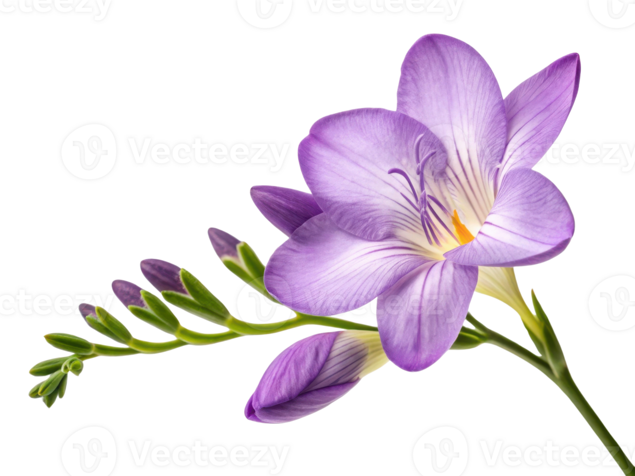 Stunning freesia flower in vibrant purple showcases delicate petals and graceful stem, embodying beauty and elegance png