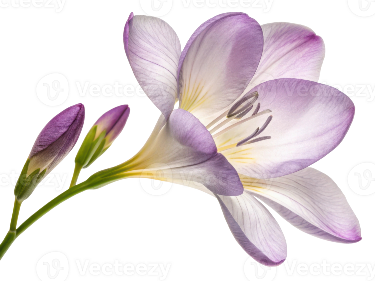 Beautiful freesia flower in soft purple hues showcases delicate petals and budding blooms, evoking sense of tranquility and elegance png