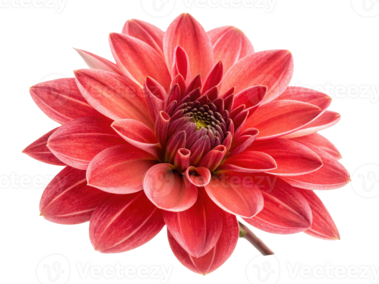 Vibrant heather flower blooms with stunning red petals, showcasing its intricate beauty and captivating charm in nature garden png