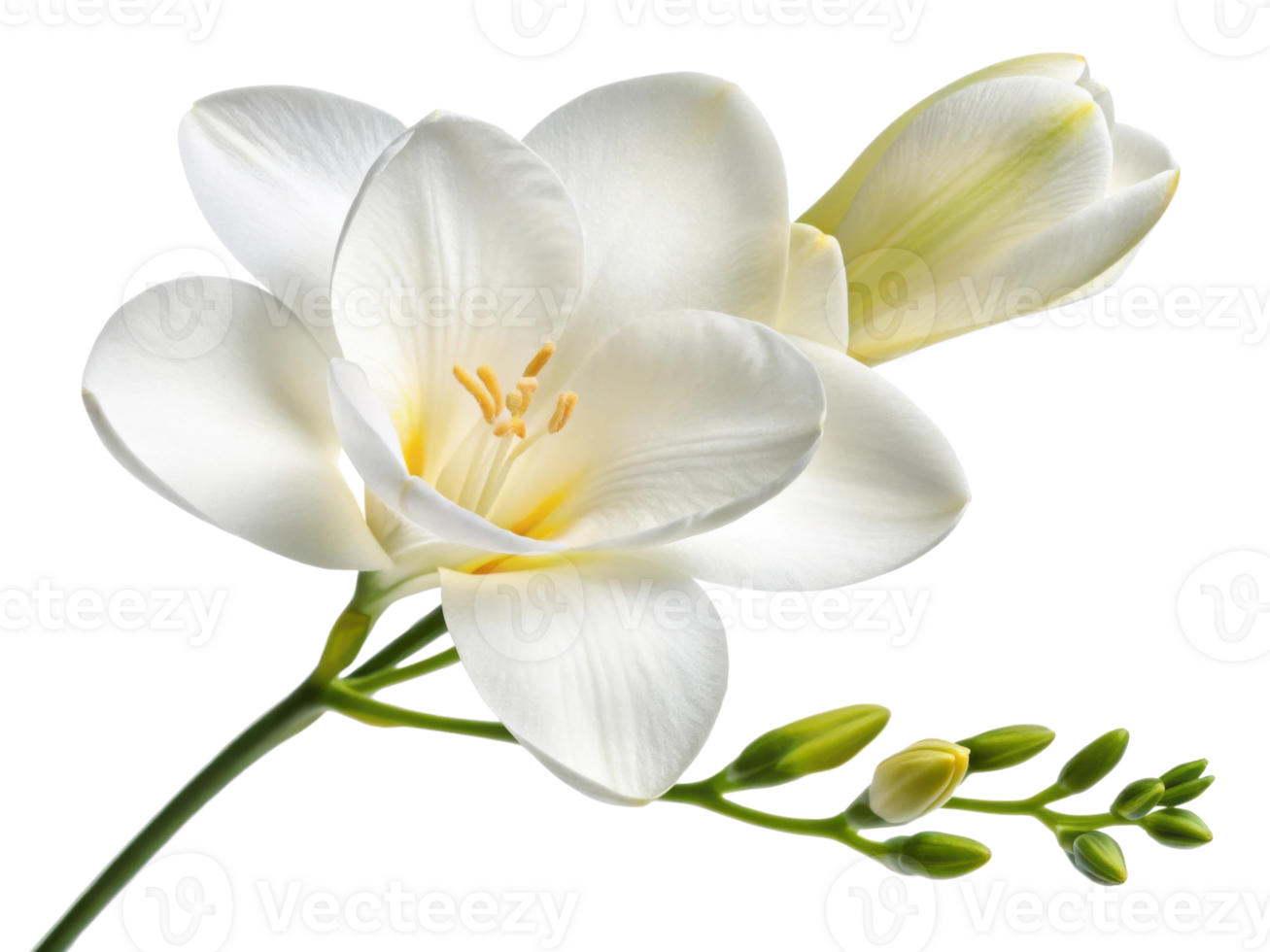 Beautiful freesia flower blooms gracefully, showcasing its delicate petals and vibrant colors, perfect for any floral arrangement png