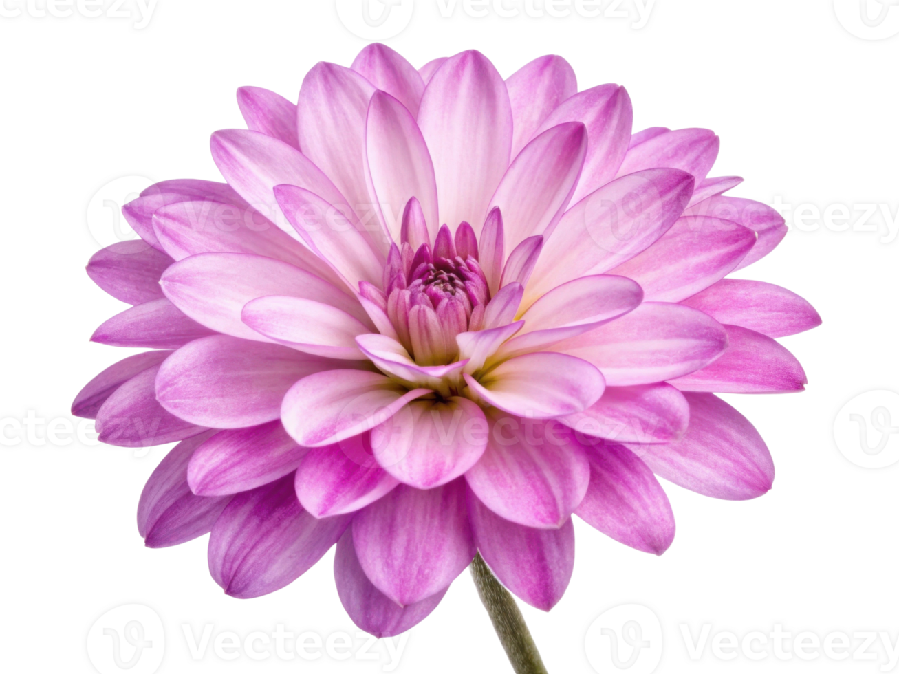 Beautiful heather flower blooms with delicate pink petals radiating elegance and charm, perfect for adding touch of nature beauty png