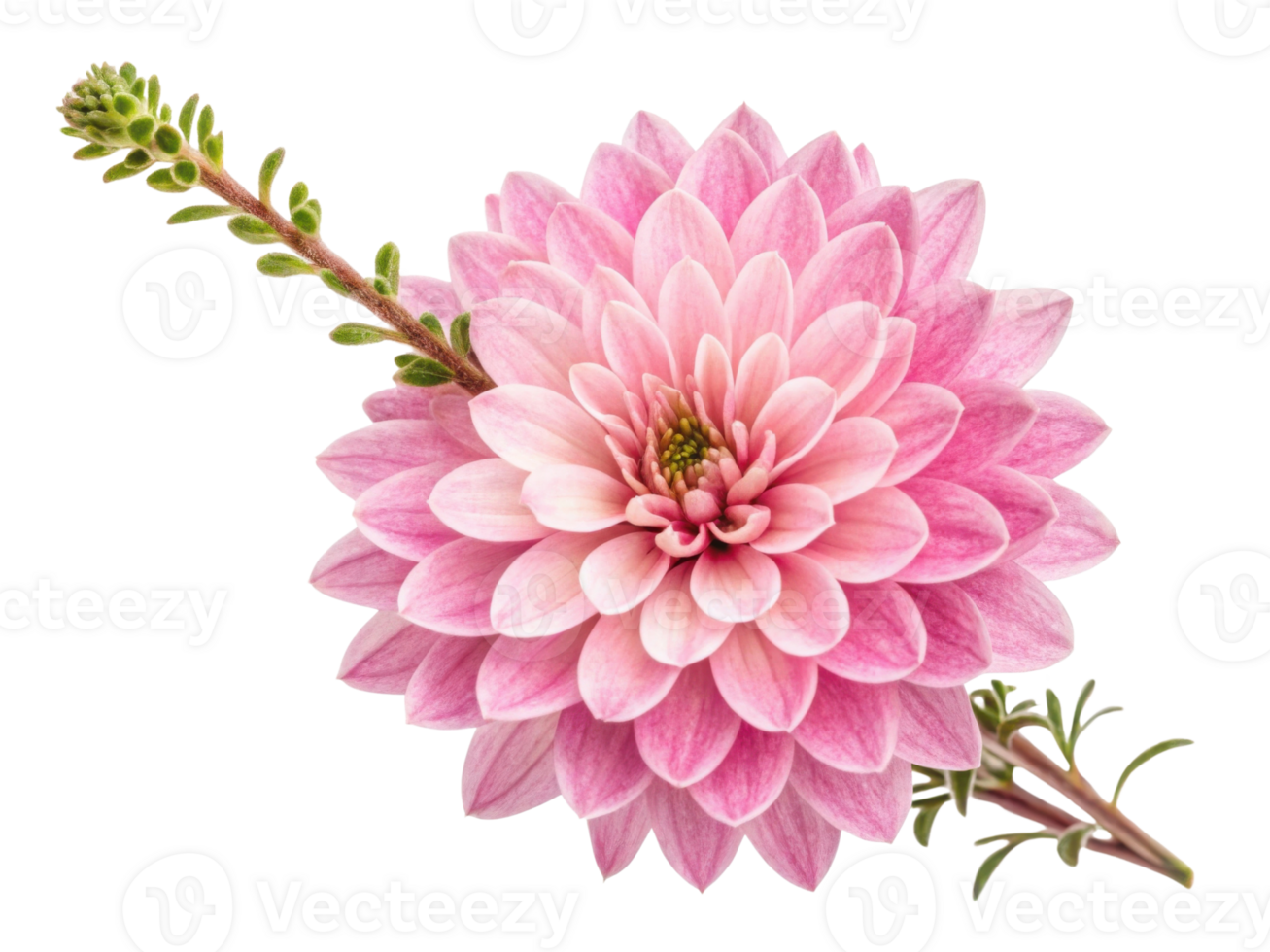 Beautiful heather flower blooms with delicate pink petals showcasing intricate layers and vibrant green stem, radiating natural elegance png
