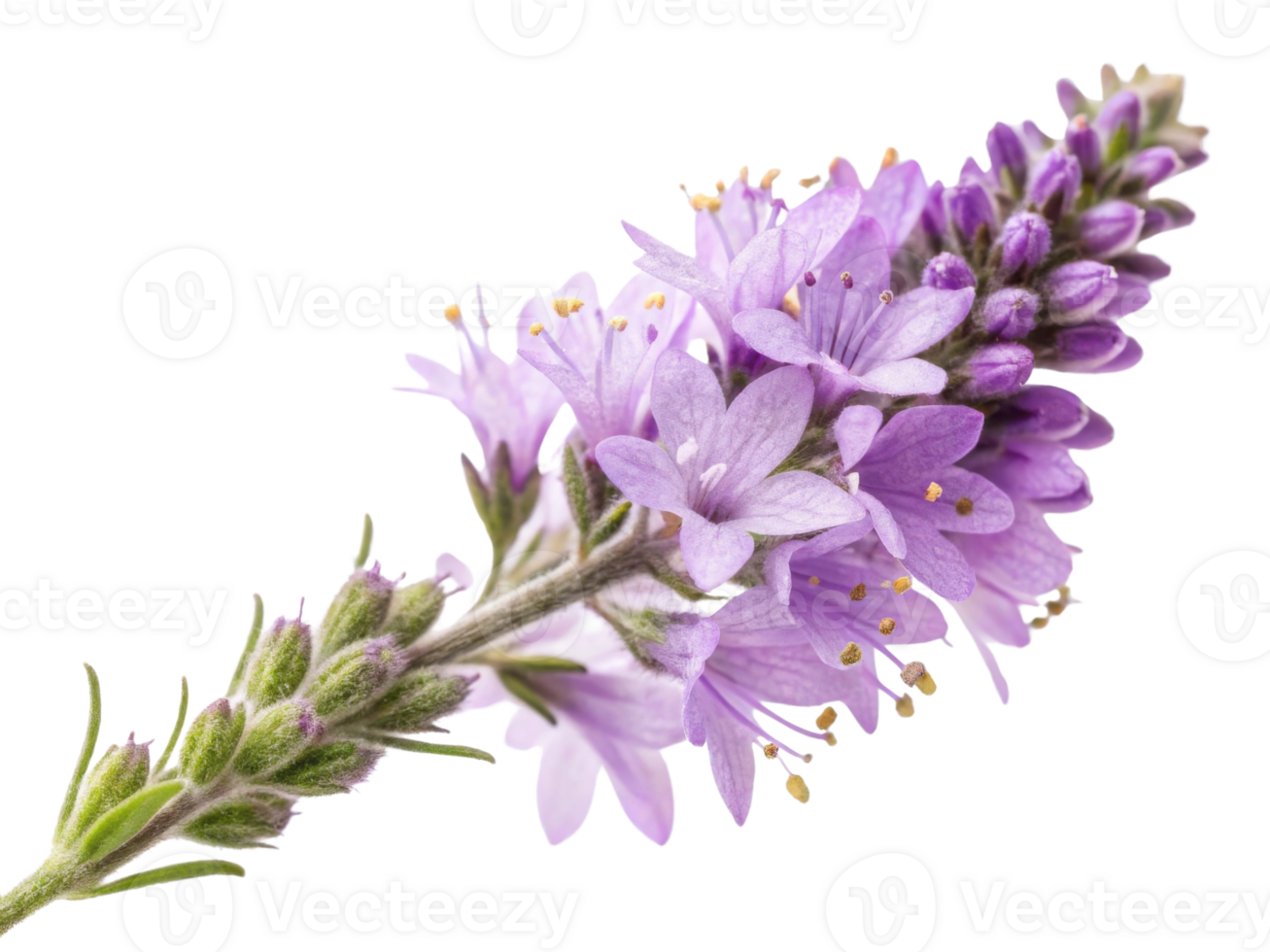 Beautiful heather flowers bloom gracefully, showcasing delicate purple petals that captivate senses and bring joy to any garden png