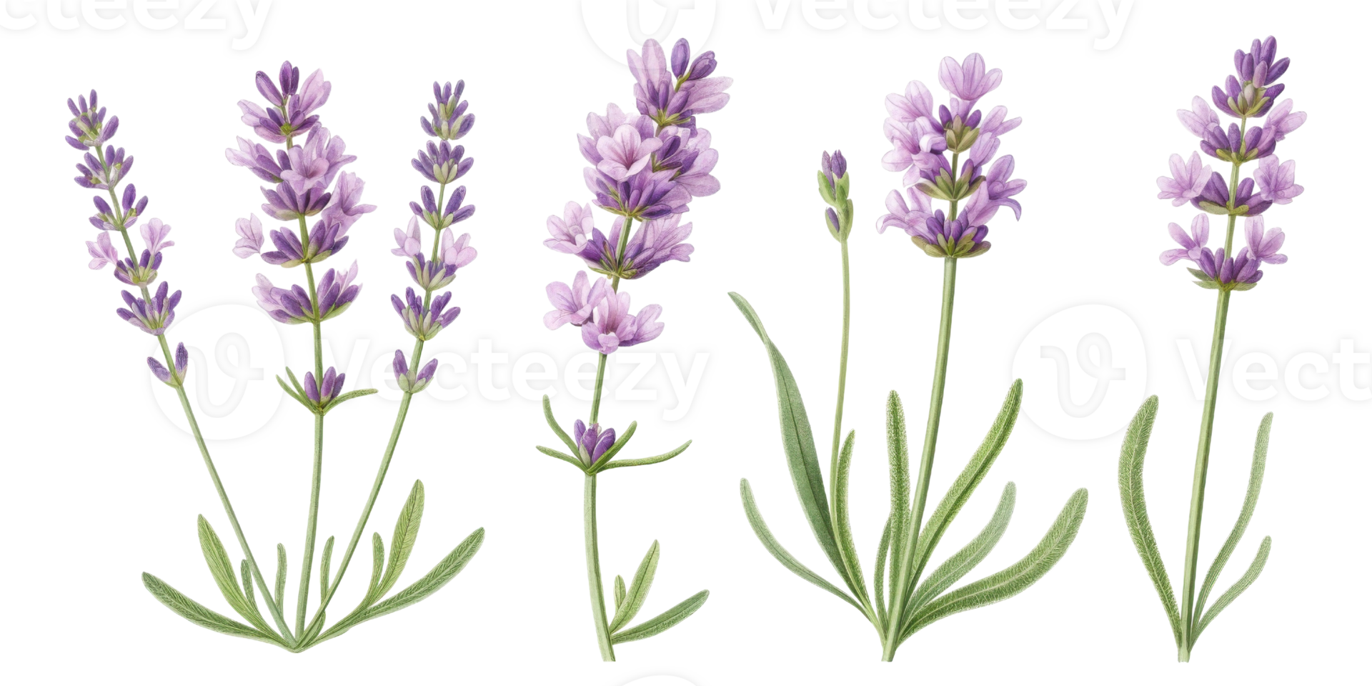 Lavender flowers bloom gracefully with delicate purple petals and lush green leaves, creating serene and calming atmosphere png