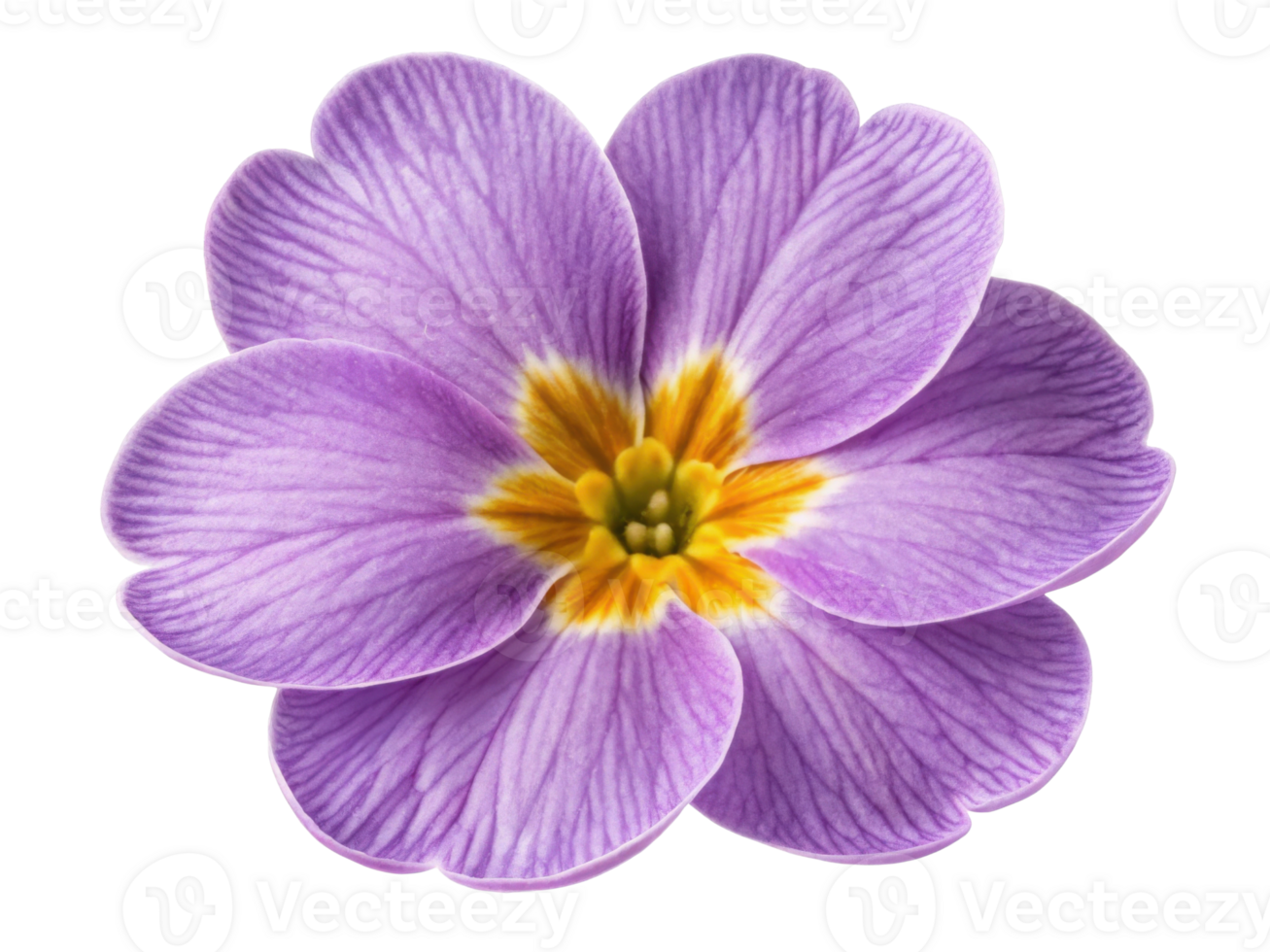Beautiful primrose flower showcases delicate purple petals with vibrant yellow accents, symbolizing spring arrival and joy png