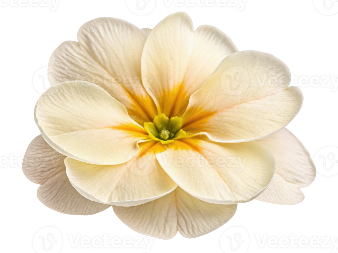 Beautiful primrose flower showcases delicate petals in soft cream and yellow hues, radiating elegance and charm png