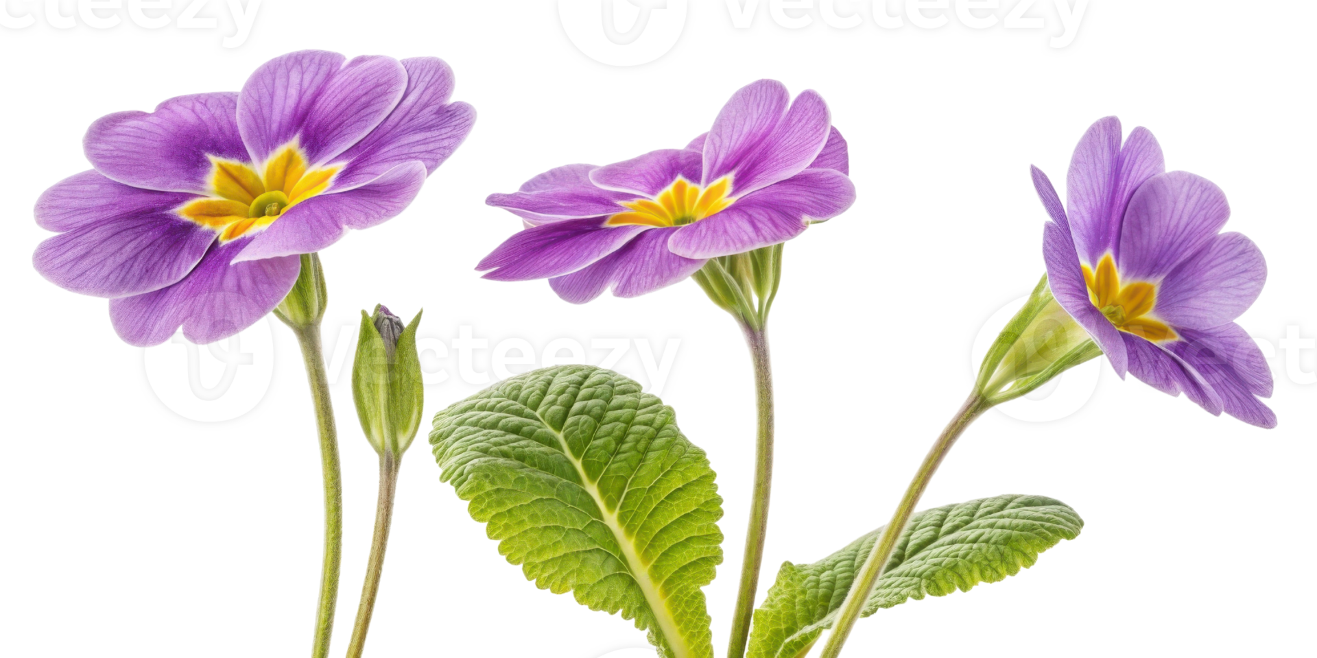 Primrose flowers bloom beautifully with vibrant purple petals and lush green leaves, creating stunning display of nature elegance png
