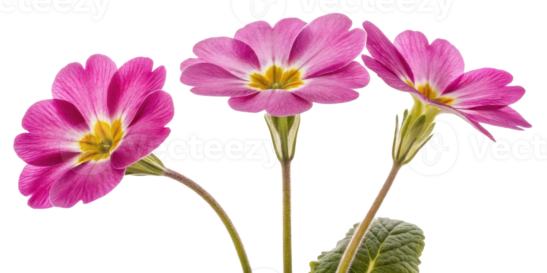 Primrose flowers bloom vibrantly with their pink petals and yellow centers, creating cheerful display in any garden or arrangement png