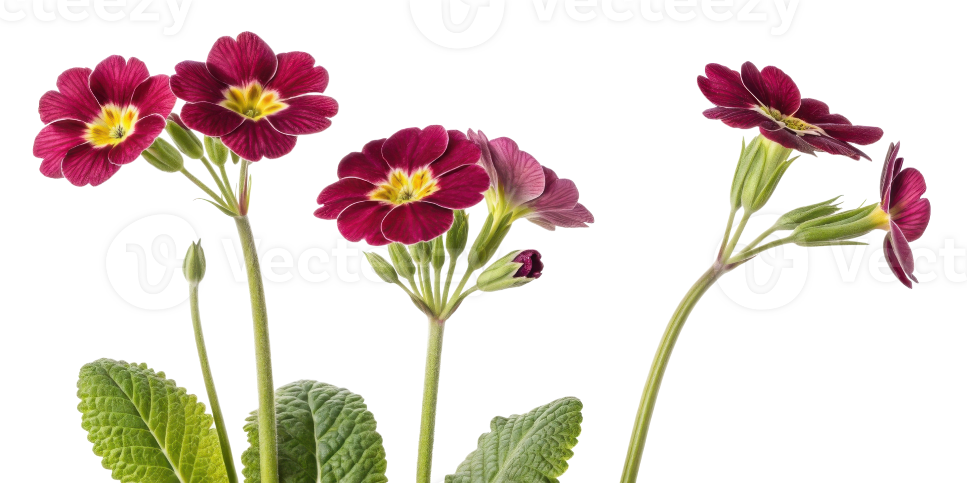 Primrose flowers bloom vibrantly with rich colors showcasing their beauty and charm in nature garden png