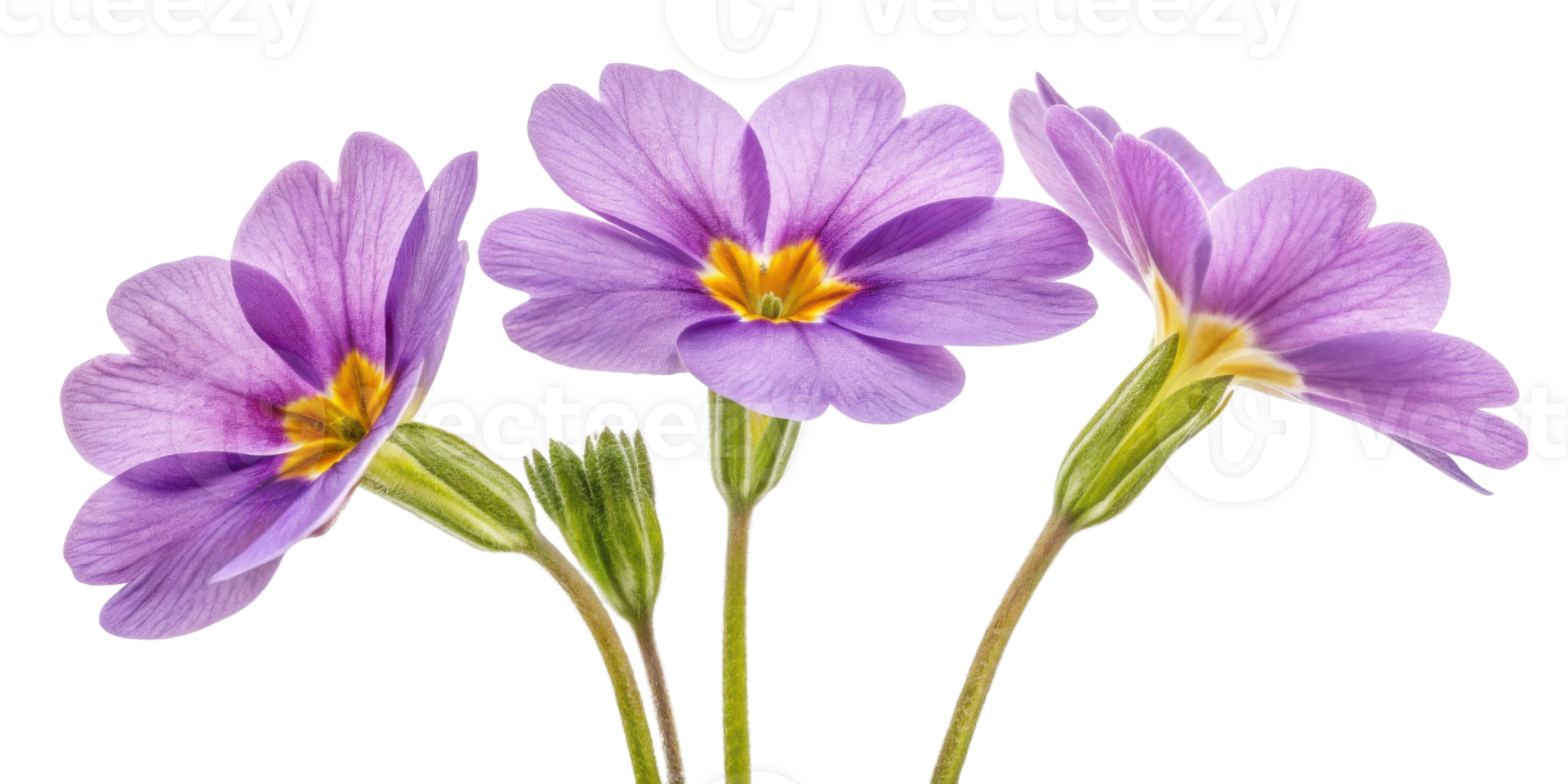 Primrose flowers bloom beautifully with delicate petals showcasing shades of purple and yellow at their center, creating vibrant display png