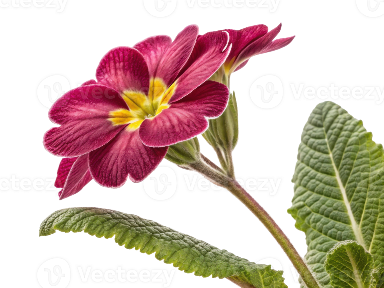 Vibrant primrose flower showcases its rich red petals and delicate yellow center, surrounded by lush green leaves, creating stunning natural png