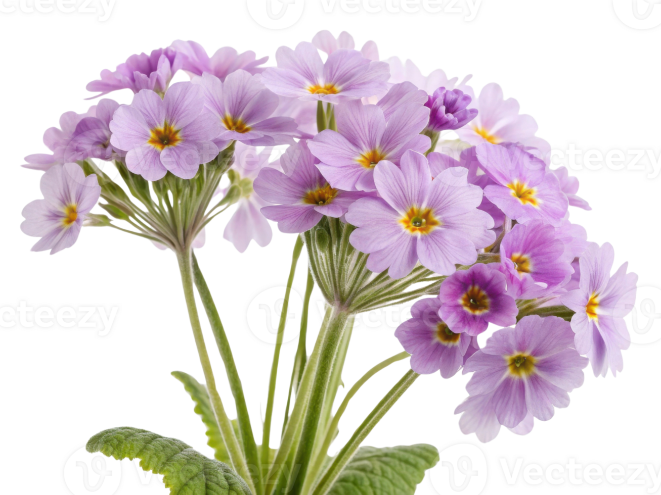Primrose flowers bloom beautifully in shades of purple, creating vibrant display that brings joy to any garden or home png