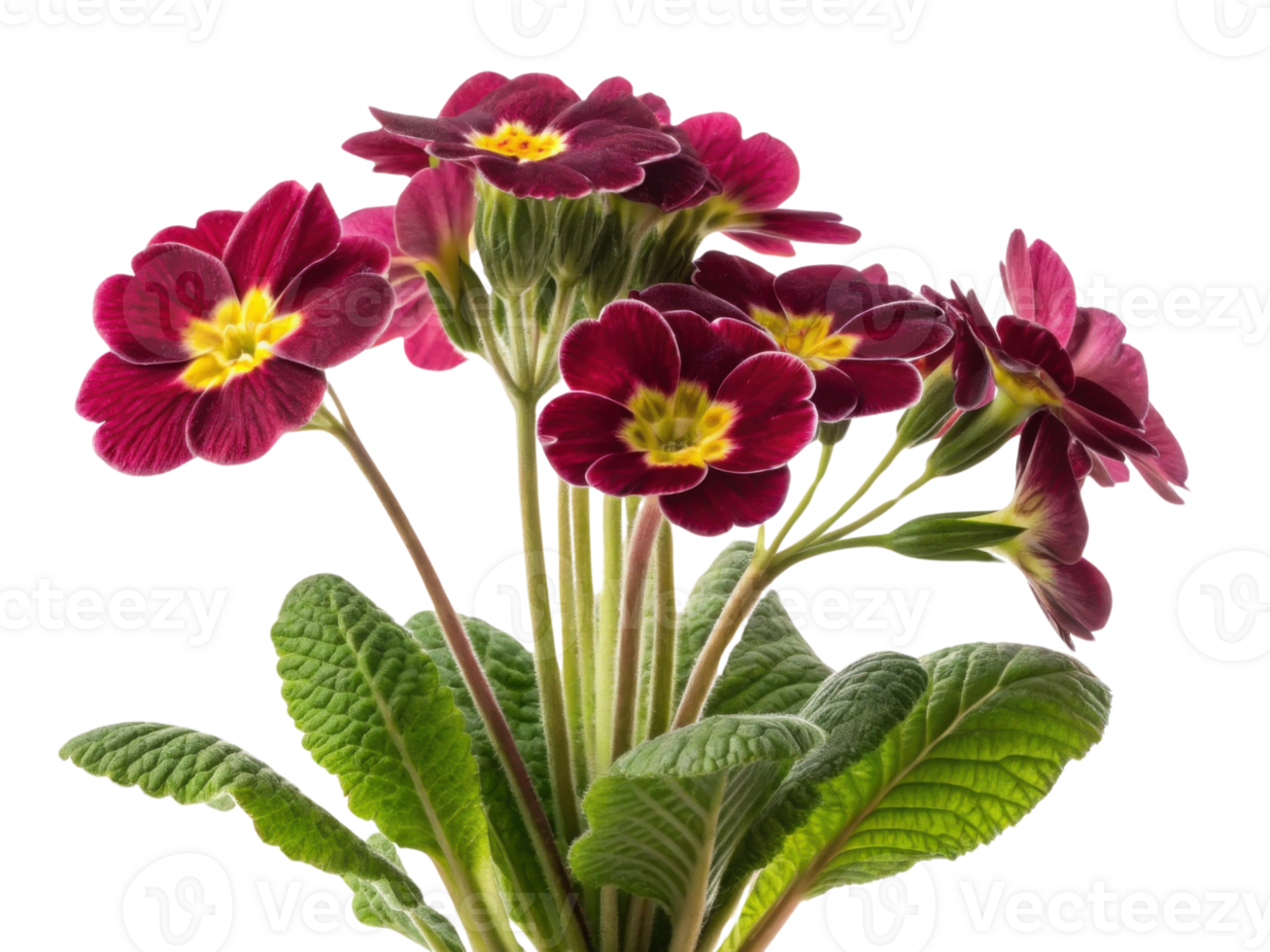 Primrose flowers bloom vibrantly with rich colors and lush green leaves creating stunning display of nature beauty png