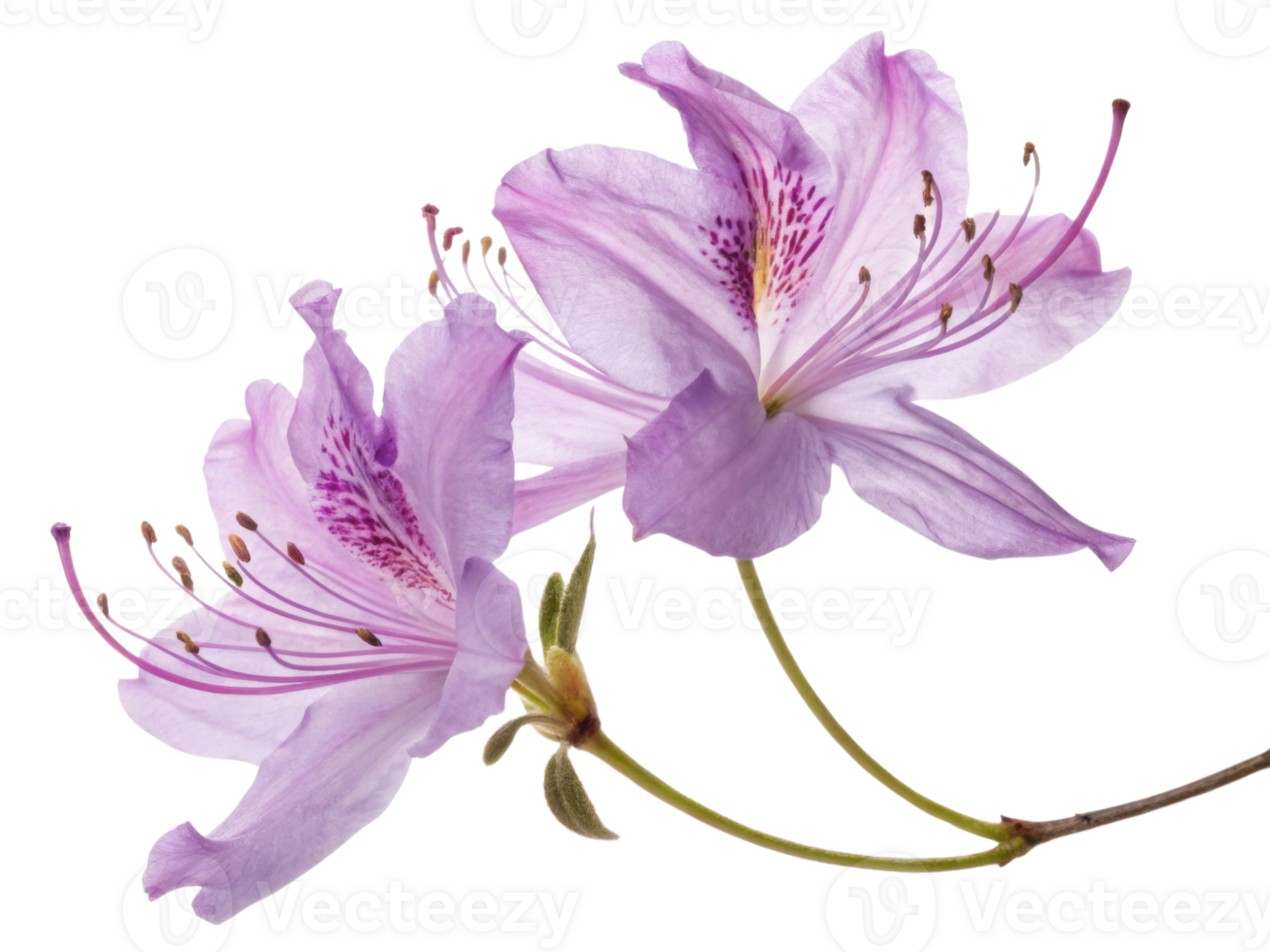 Rhododendron flower blooms beautifully with delicate petals showcasing shades of pink and purple, creating serene and vibrant atmosphere png