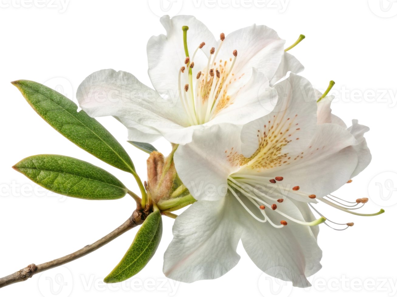Beautiful rhododendron flower blooms with delicate petals and vibrant stamens, showcasing nature elegance and charm png