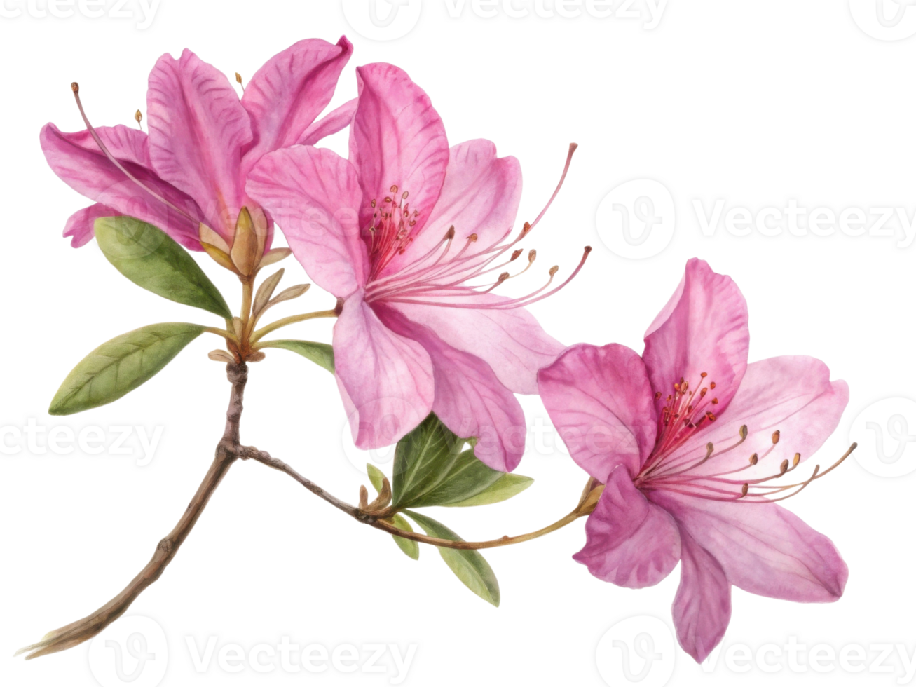 Beautiful rhododendron flowers bloom gracefully, showcasing their vibrant pink petals and delicate green leaves png