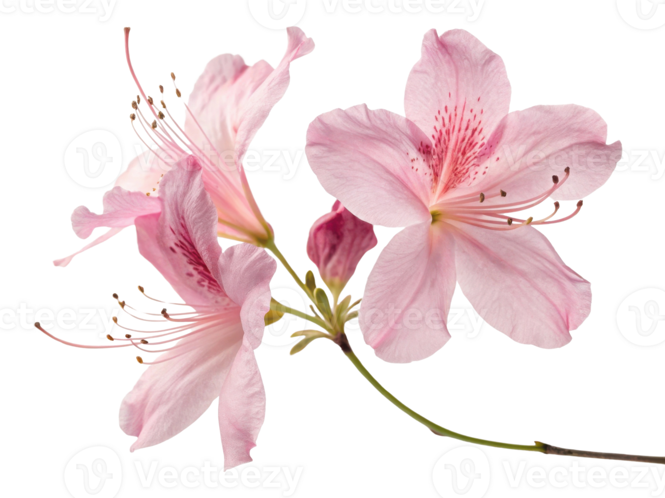 Rhododendron flower blooms beautifully with delicate pink petals showcasing intricate details and soft elegance that captivates senses png