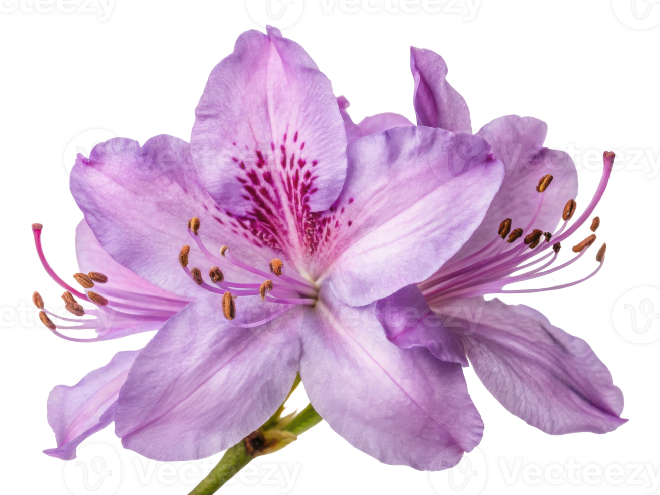 Stunning rhododendron flower showcases delicate purple petals and intricate details, embodying nature beauty and elegance png