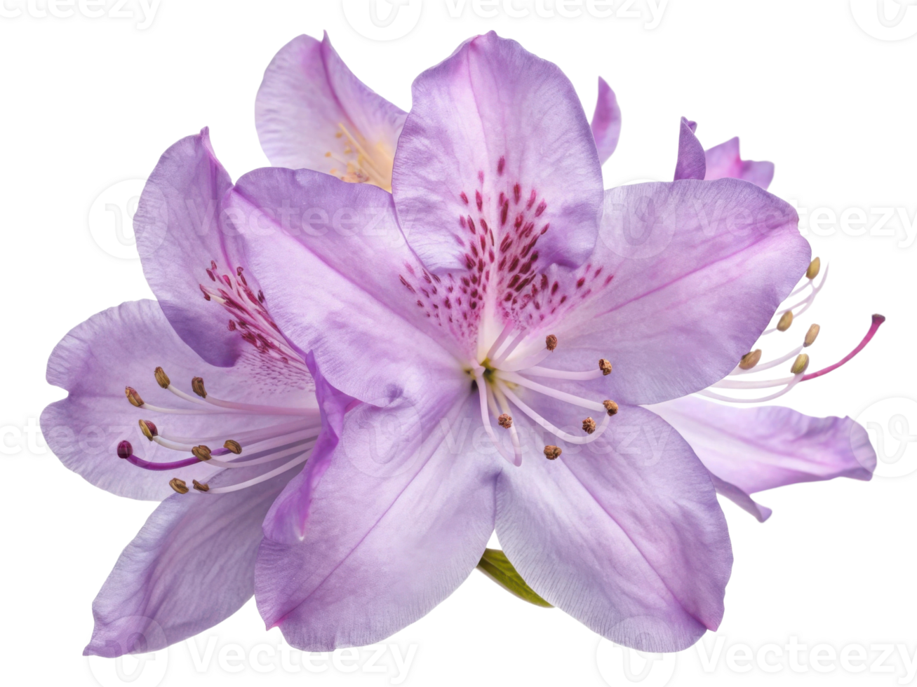 Stunning rhododendron flower showcases delicate petals in soft lavender hues, radiating beauty and elegance in nature design png