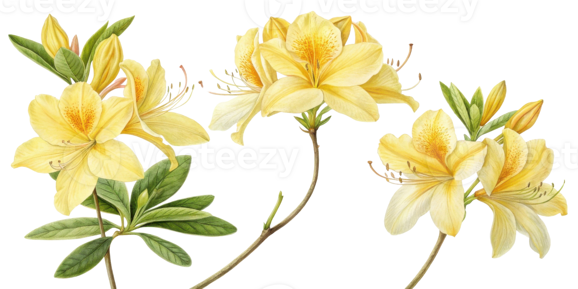 Beautiful rhododendron flowers bloom in vibrant yellow hues showcasing their delicate petals and lush green leaves png