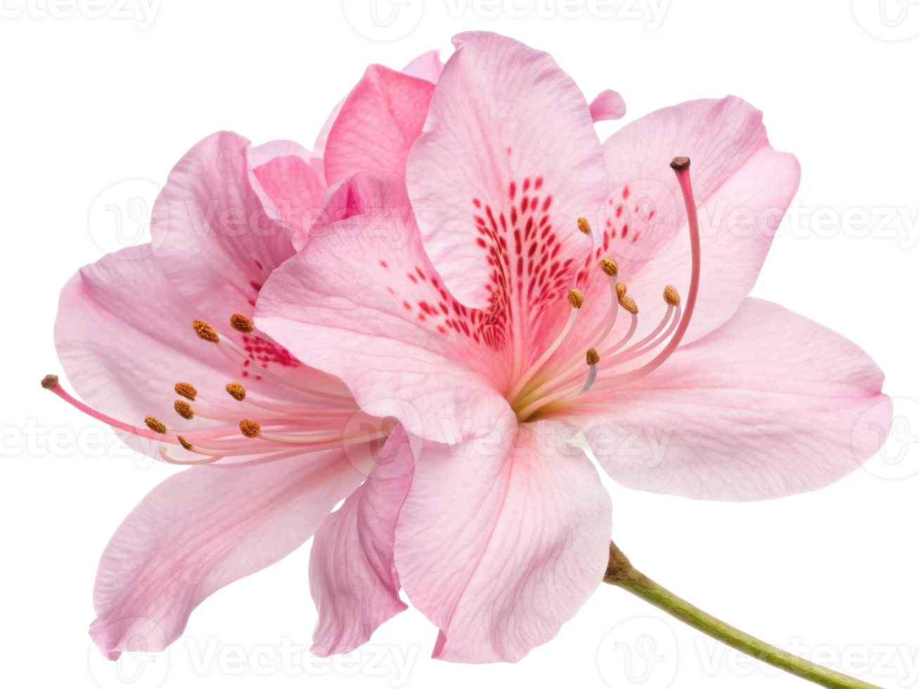 Beautiful rhododendron flower showcases delicate pink petals and intricate details, embodying nature elegance and charm png