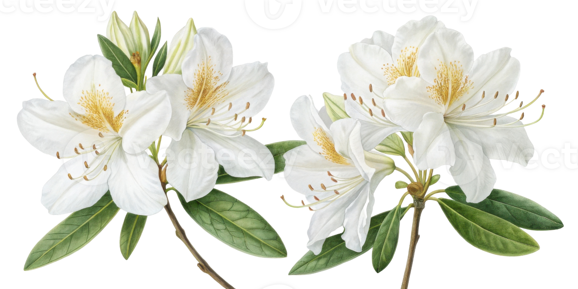 Beautiful rhododendron flowers bloom gracefully, showcasing their delicate petals and vibrant green leaves, creating serene atmosphere png