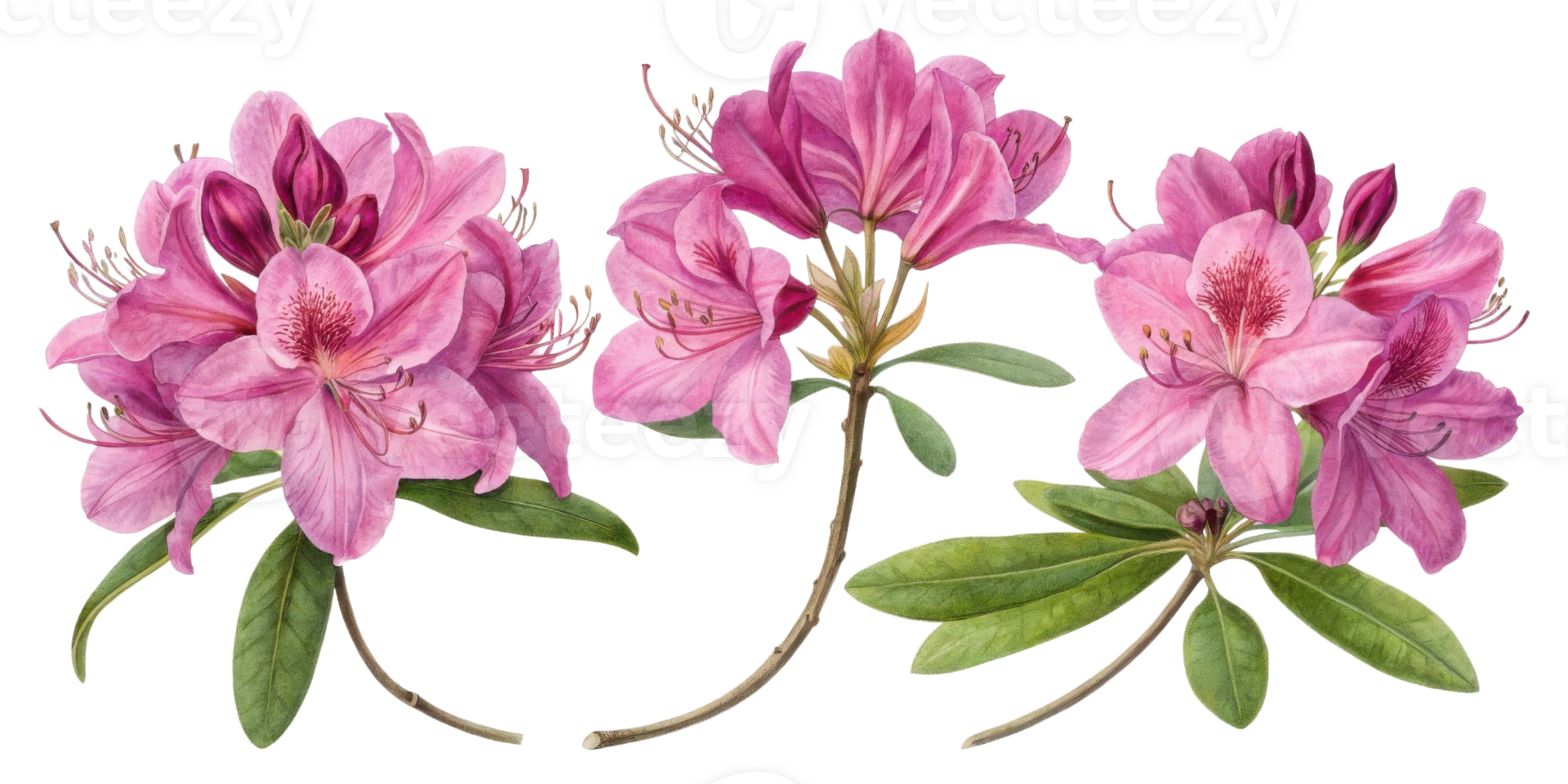 Beautiful rhododendron flowers bloom shades of pink, showcasing their delicate petals and lush green leaves, creating vibrant display of nature png