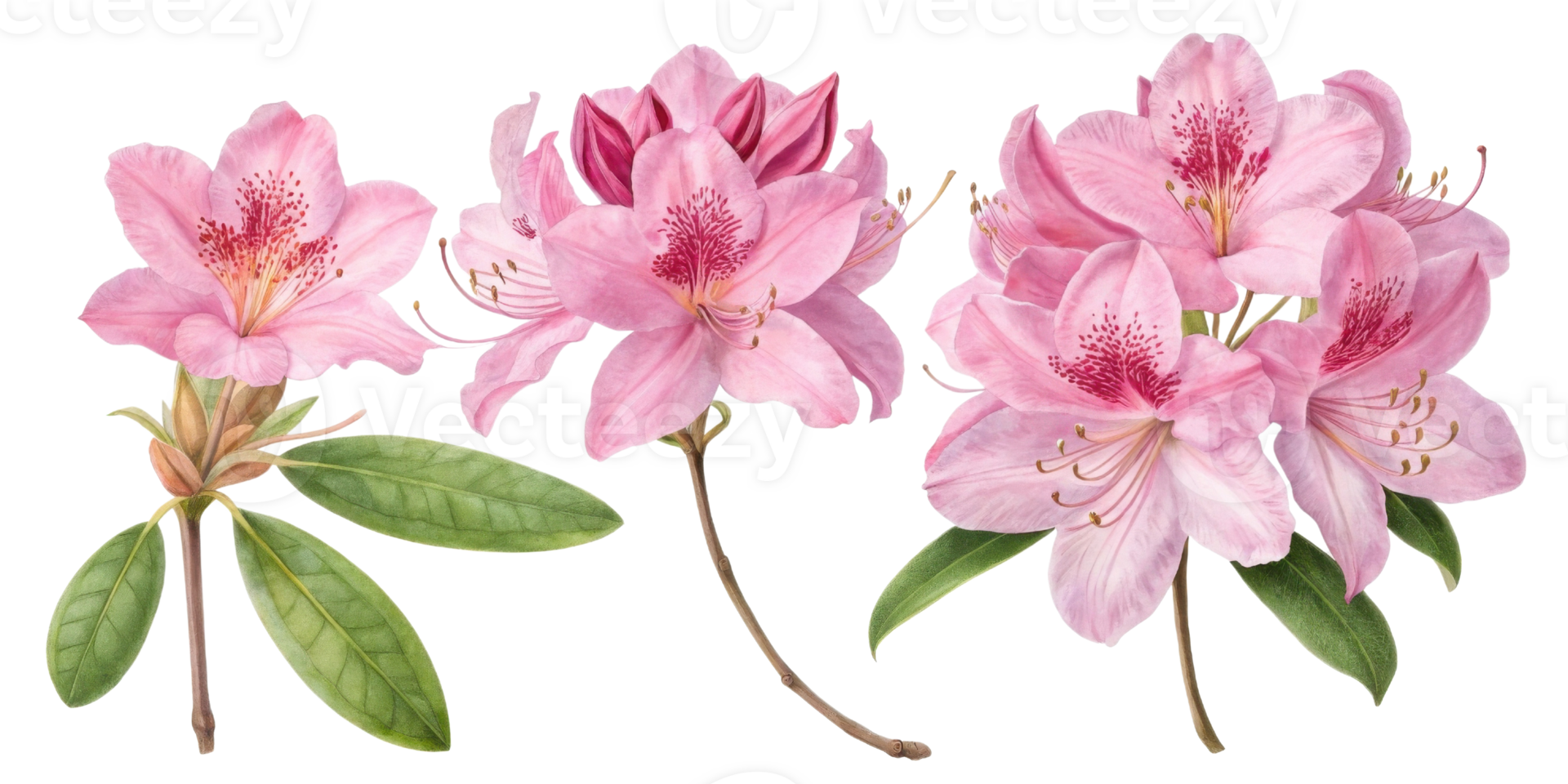 Rhododendron flowers bloom beautifully with vibrant pink petals and lush green leaves, creating stunning display of nature artistry png