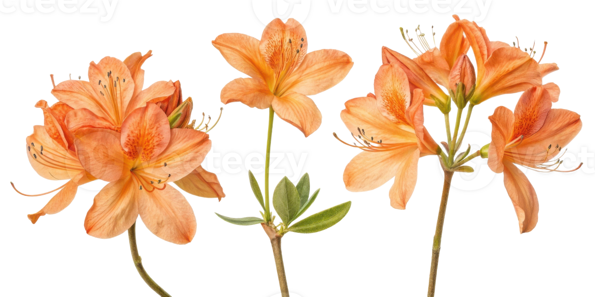 Rhododendron flowers bloom in vibrant orange hues showcasing their delicate petals and lush green leaves, creating stunning natural display png