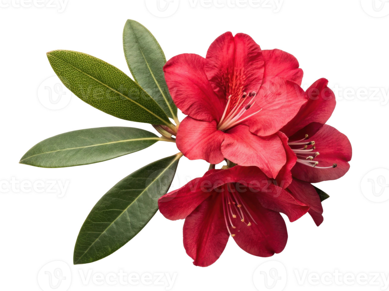 Vibrant rhododendron flower showcases its rich red petals alongside lush green leaves, creating stunning natural display png