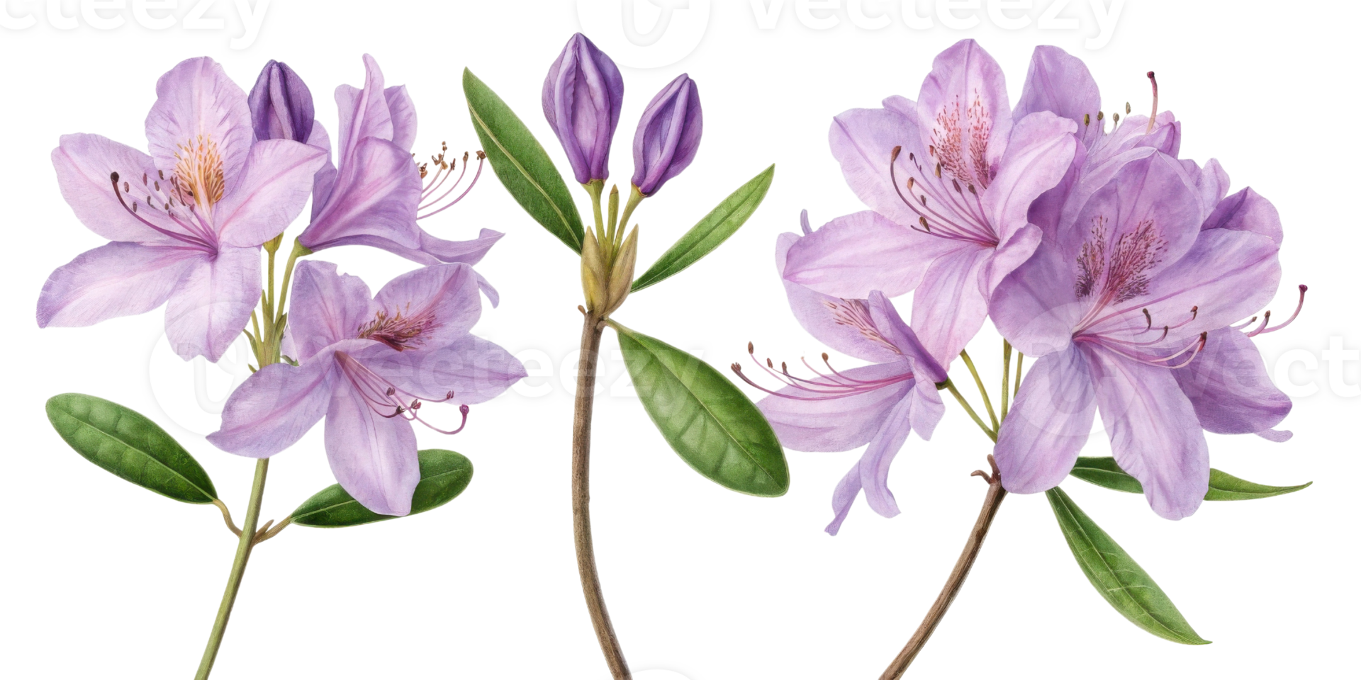 Rhododendron flowers bloom beautifully with delicate petals and vibrant colors, creating stunning display in nature png