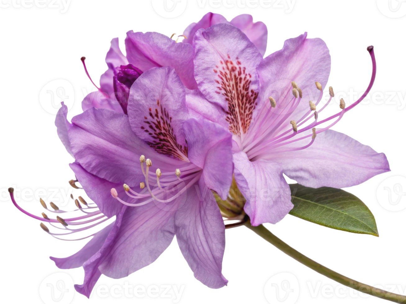 Stunning rhododendron flower showcases delicate petals in shades of purple, radiating beauty and elegance in nature design png