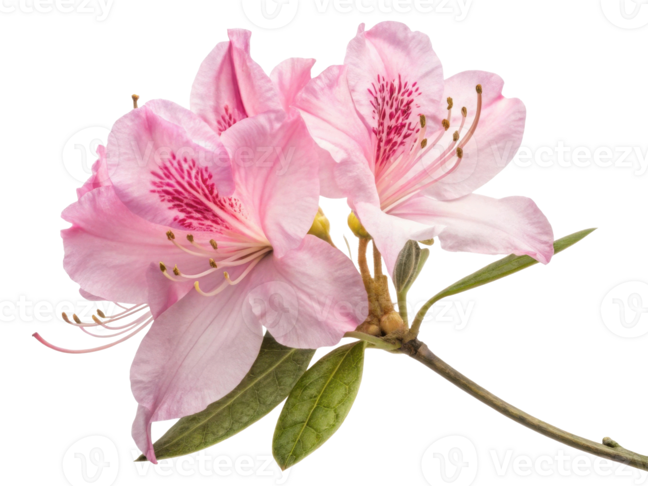 Rhododendron flower blooms beautifully with delicate pink petals and vibrant details, showcasing nature elegance and charm png