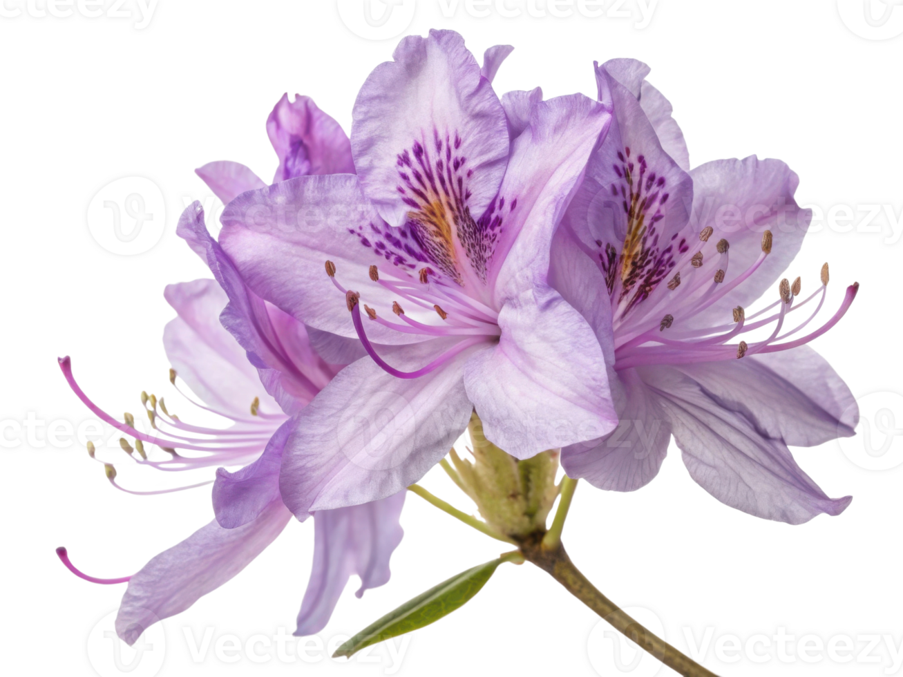 Rhododendron flower blooms beautifully with delicate petals showcasing shades of purple and intricate patterns, evoking sense of tranquility png