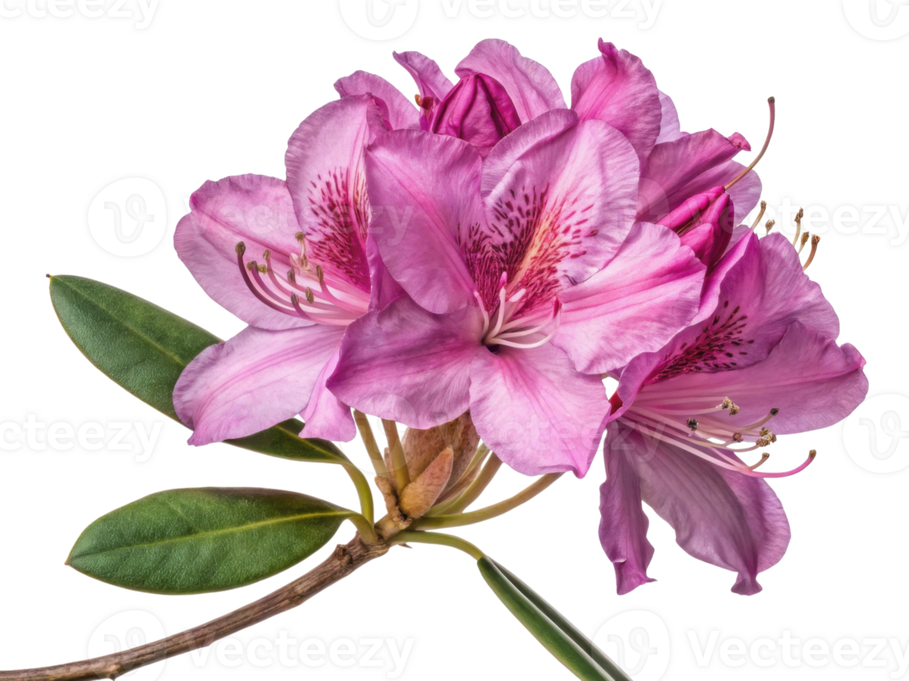 Rhododendron flowers bloom beautifully with vibrant pink petals and delicate details, showcasing nature elegance and charm png