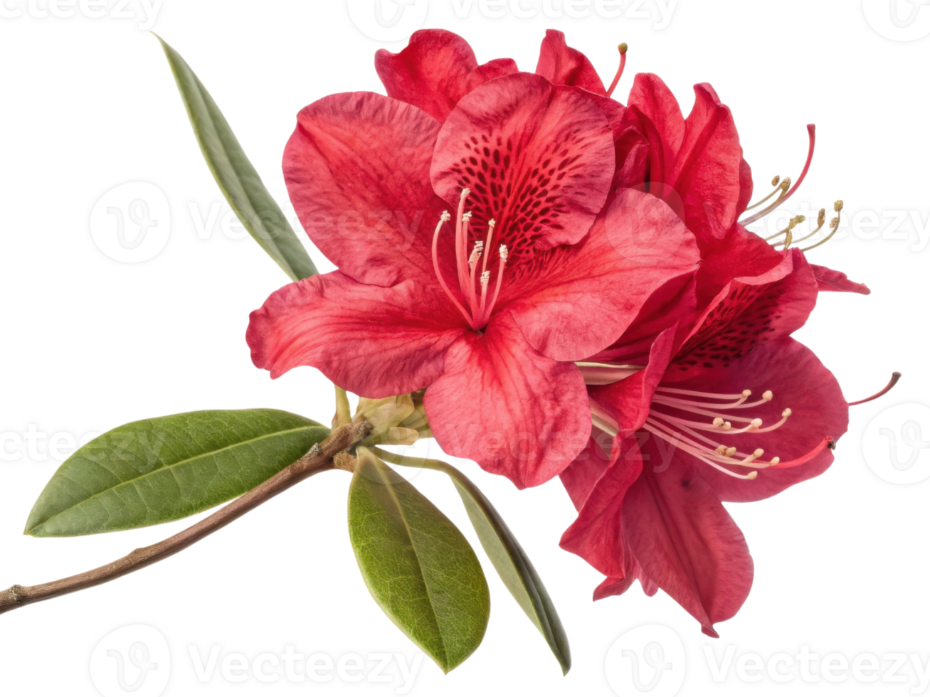 Rhododendron flower blooms vibrantly showcasing its rich red petals and lush green leaves, creating stunning natural display png
