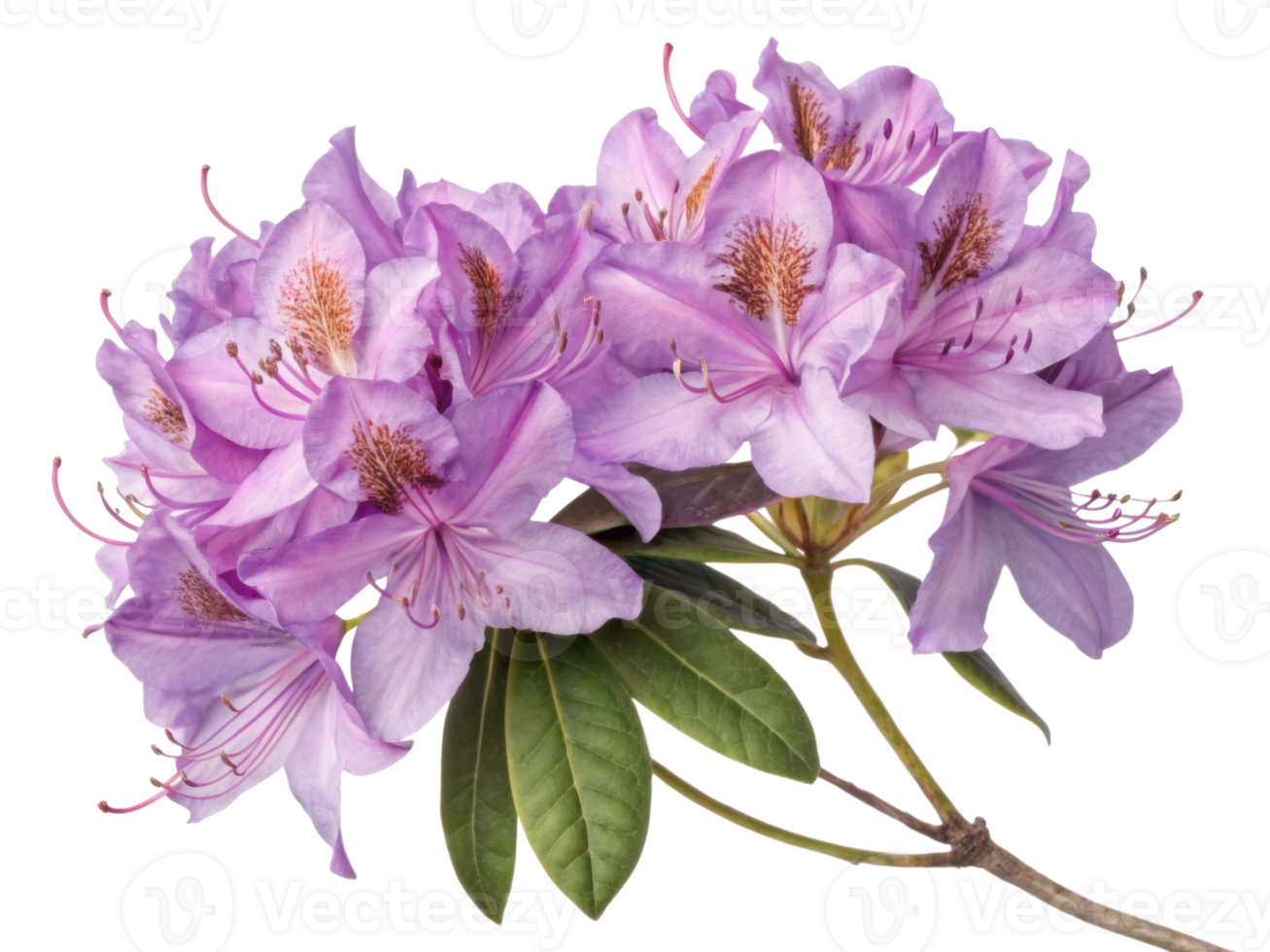 Rhododendron flowers bloom beautifully with delicate petals showcasing shades of purple and green leaves adding vibrant touch png