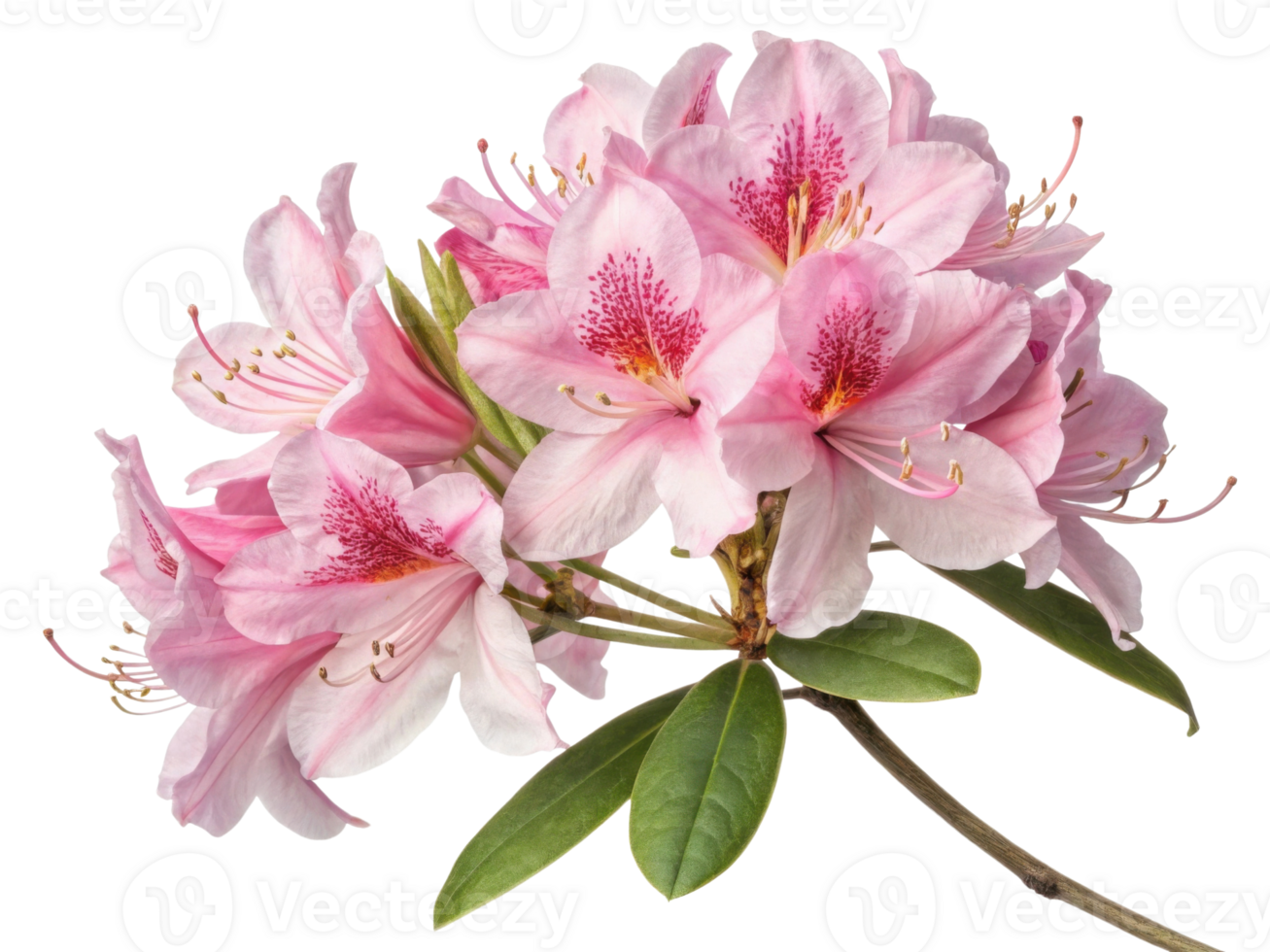 Rhododendron flowers bloom beautifully with delicate pink petals and vibrant details, creating stunning display of nature artistry png