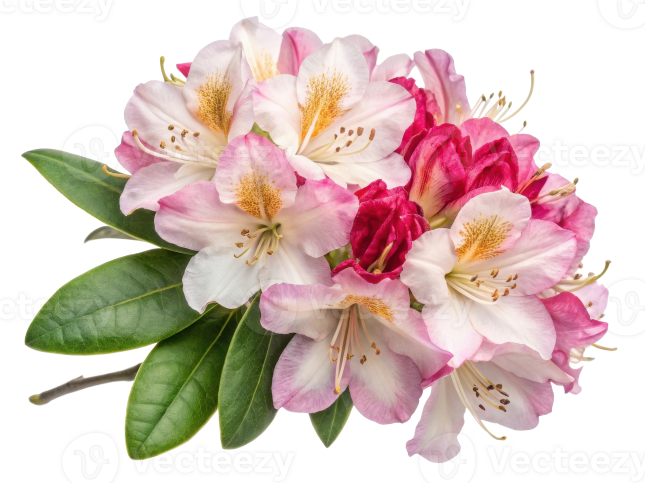 Beautiful rhododendron flowers bloom in vibrant colors showcasing nature artistry and elegance png