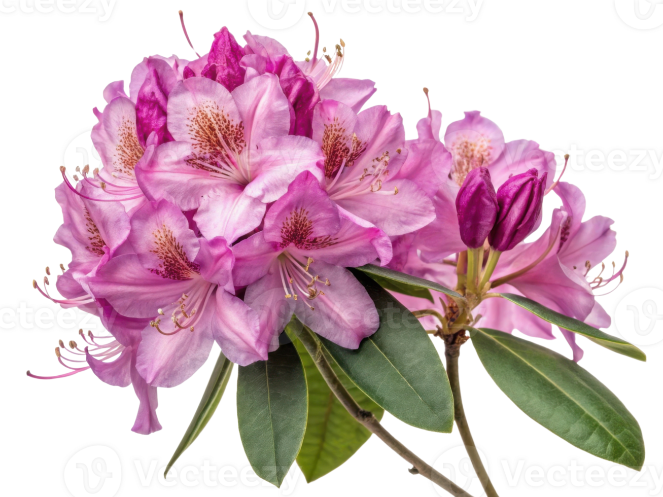 Rhododendron flowers bloom vibrantly showcasing their stunning pink hues and delicate petals creating beautiful natural display png