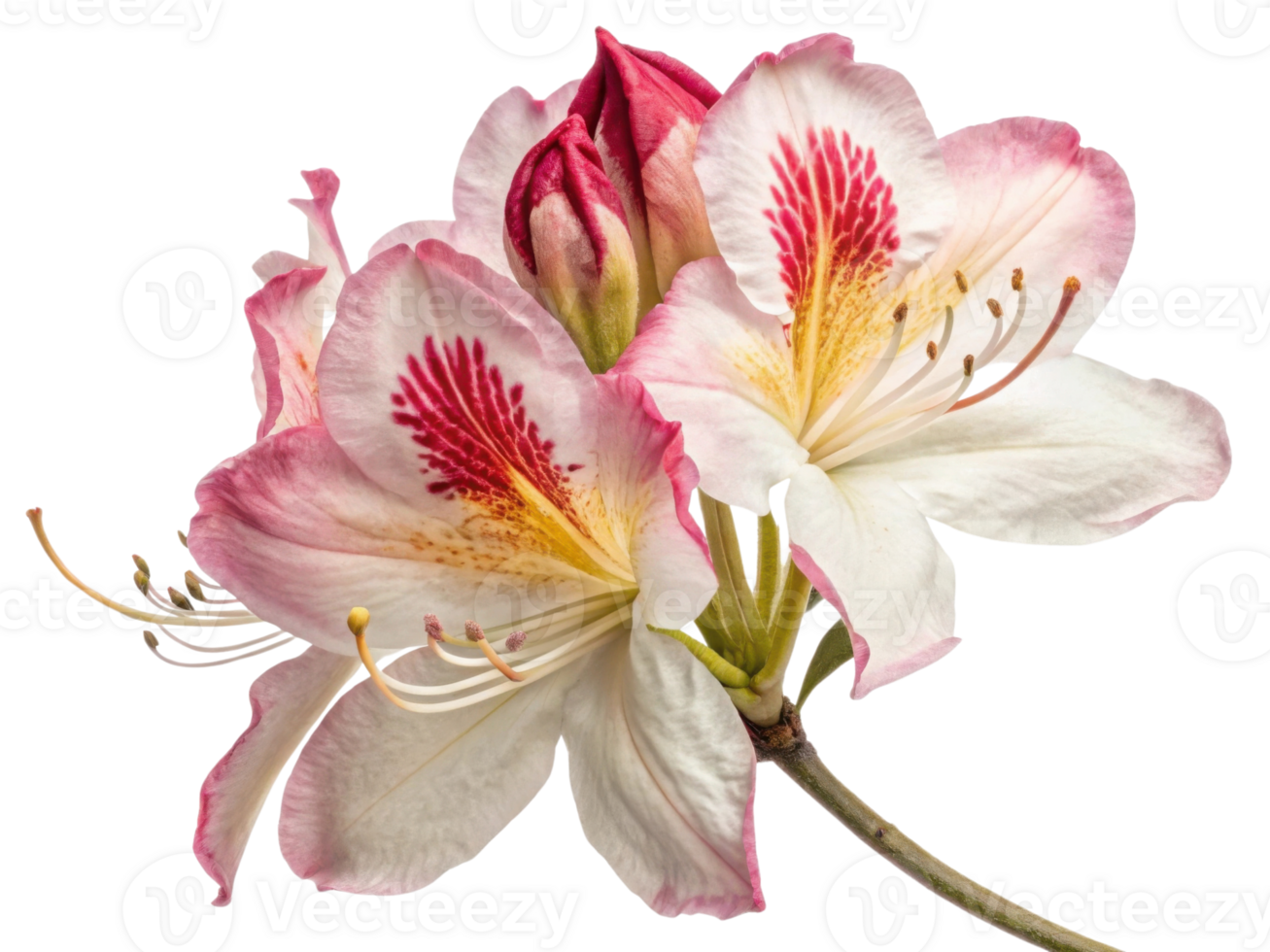Rhododendron flower blooms beautifully with delicate petals showcasing vibrant colors and intricate patterns, symbolizing nature elegance png