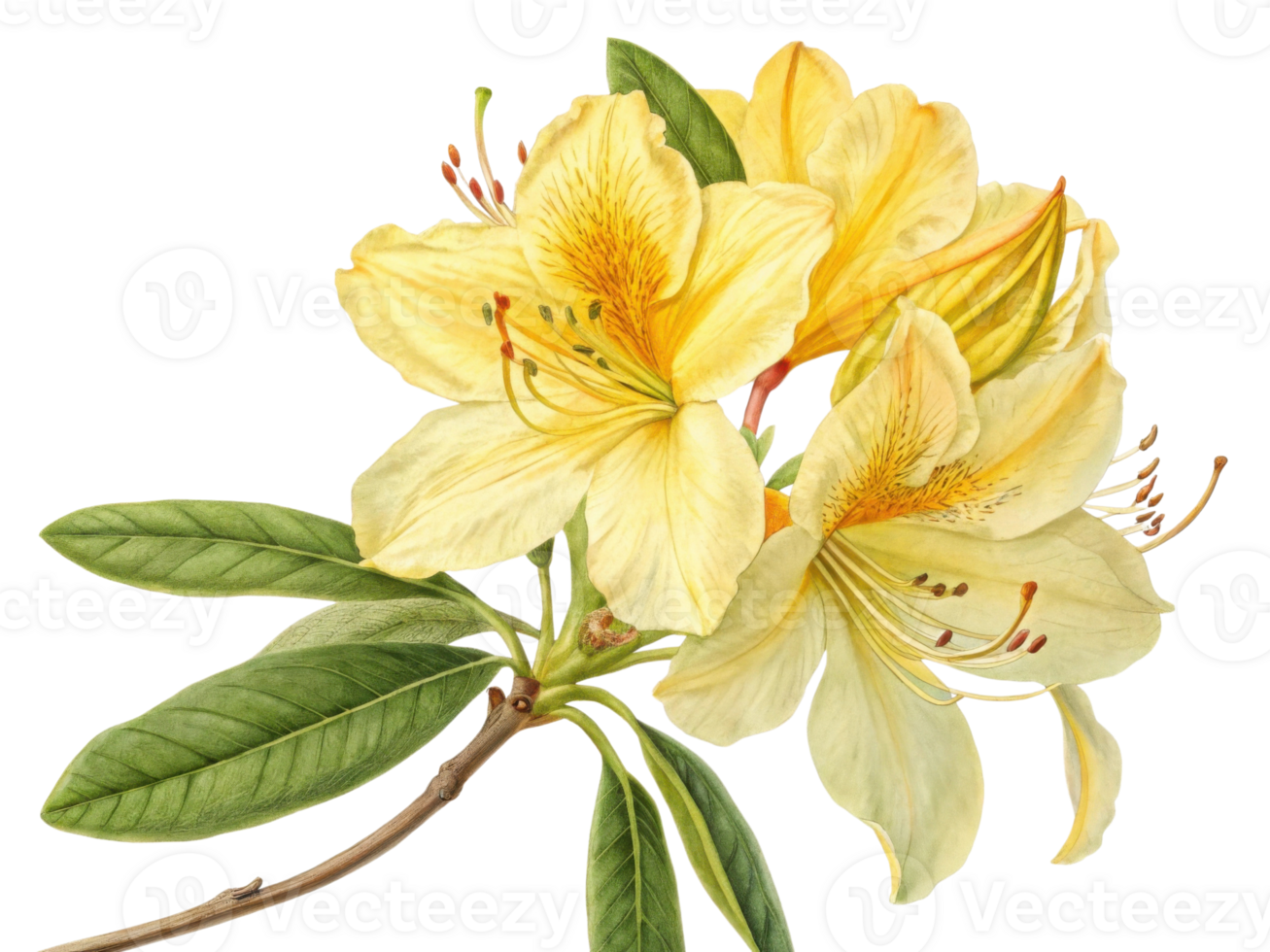 Beautiful rhododendron flowers bloom gracefully, showcasing their delicate petals and vibrant colors, true symbol of nature beauty png