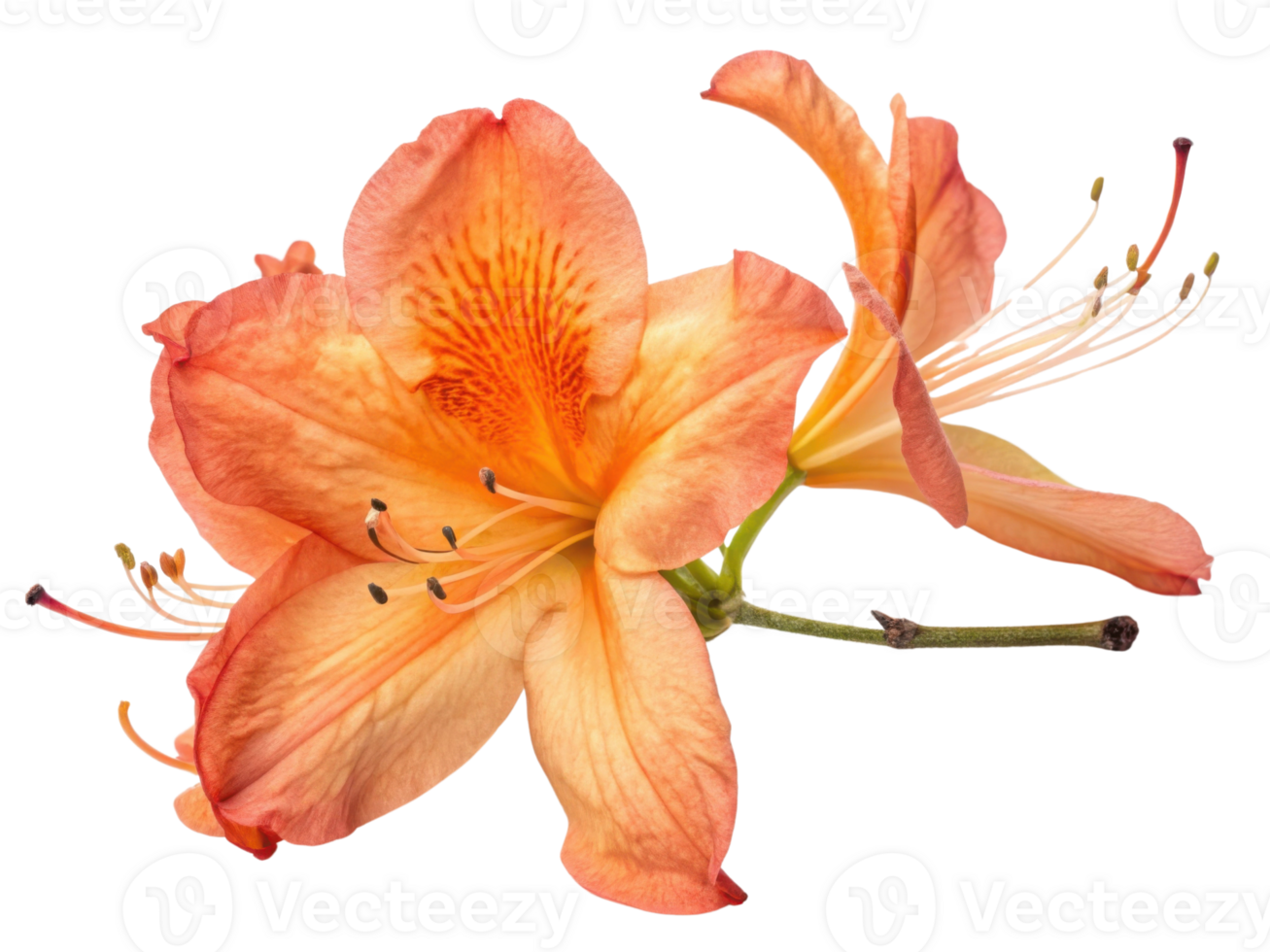 Stunning rhododendron flower showcases vibrant orange petals with delicate details that captivate eye and evoke sense of beauty png