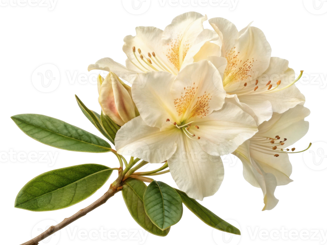Rhododendron flower blooms gracefully with soft petals and vibrant green leaves creating serene and beautiful display of nature elegance png